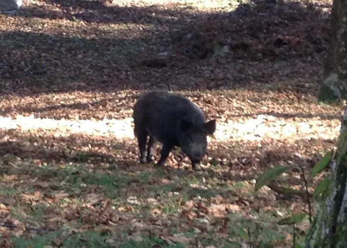 Фермерский дом Marzi